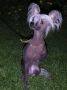 Dyrdal's Bubbly Macon Chinese Crested