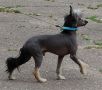 Aivengo Chinese Crested