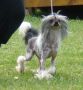 Alines Sir Smudge O' Sweetvalley Chinese Crested
