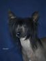 Exotic Star Dream Chinese Crested