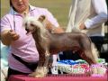Moonswift Excalibur At Carregcoch Chinese Crested