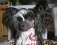 Black Eternity N'Co Chinese Crested