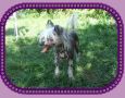 Chio Chio San Chinese Crested