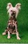 Zholesk Arlin Chinese Crested