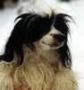 Strong Stael Panda Chinese Crested