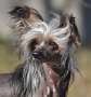 Artic Flyer's Amazing Alwin Chinese Crested