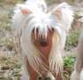 Little Dog Of Dream Just a Doll Chinese Crested