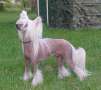 Little Rascal By Jove Chinese Crested