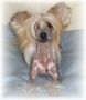 Agta Tossarxin Chinese Crested