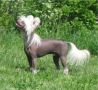 Spirit Of Mantra's Diezel Chinese Crested
