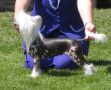 Sherabill Hells Bells Chinese Crested