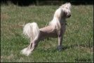 Sippelins Send Me A Mail Chinese Crested