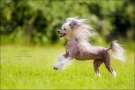 Golden Diamond Cresteds Candance Chinese Crested