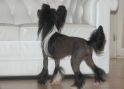 Turbo Diesel Sub-O-Divo Chinese Crested