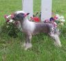 Spiritual Dazzling Sapphire Chinese Crested