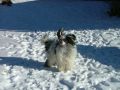 Sandfield's Zusanli Chinese Crested