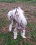 Wildflower's Wocket In My Pocket By Jove Chinese Crested