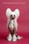 Touch Beauty Zest for Life Chinese Crested