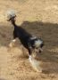 Strong Stael Rexi Princessa Pia Chinese Crested