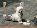 Peanut of Magical Beings Chinese Crested
