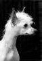 Horn Of Crest Haven Chinese Crested