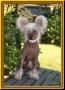 Homage for A.D. von Shinbashi Chinese Crested