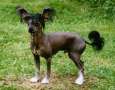 Mirbon's Lancelot Chinese Crested
