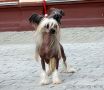 Irgen Gold Zara Beauty Chinese Crested