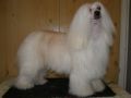 Newbourne Go For Gold Chinese Crested