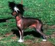 Jhanchi Spirit In The Sky Chinese Crested