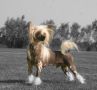 Happy Dancing Ozzy Osbourne Chinese Crested