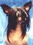 Houng-Kien-Tche De Sanwill Chinese Crested