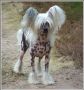 Newbourne Fhebe Chinese Crested