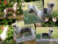 Sherabill Playboy Chinese Crested