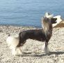 Family Song's Zaqueline Chinese Crested