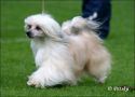 Dragon Moon Helen Of Troy Chinese Crested