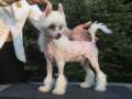 Solino's Giacomo Chinese Crested