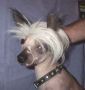 Roys Chinese Crested