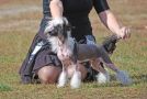 Legion Of Dream Aron Shi Chinese Crested
