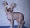 Py's Jamaican Guy Chinese Crested