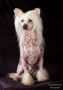 Sun-Hee's Live and Love Chinese Crested
