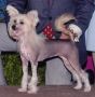 Gingery's Rhododendron Chinese Crested
