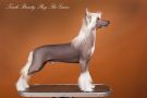 Touch Beauty Play The Game Chinese Crested