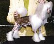 Casbar Image Is Everything Chinese Crested