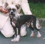 Zucci Highly Amazing Chinese Crested