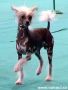 First Crested Alexa Lachesis Chinese Crested