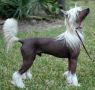 Legends Ready to Rumble Chinese Crested