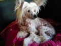 Vellar Pljus Don Don Chinese Crested