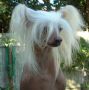 Silkvale Just A Gigolo Chinese Crested