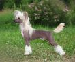 Solino's Rebel Yell Chinese Crested